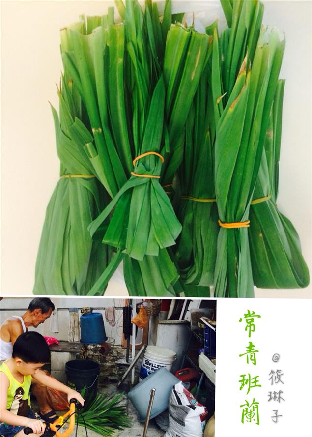 《常青班蘭》筱琳子