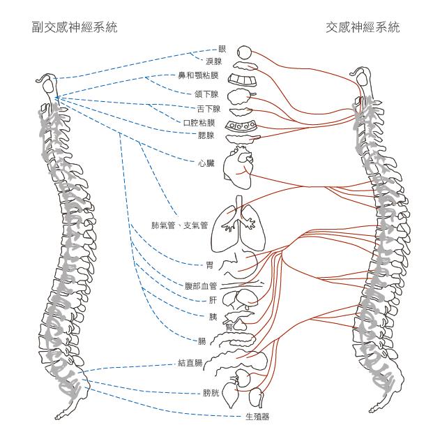 脊椎不正問題多，DIY自我檢查這樣看