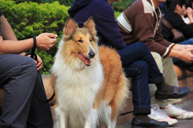 從綠衣黑裙到白衣黑裙的故事