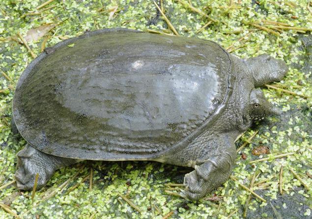 （讀書筆記）閱微草堂筆記之2：鱉寶