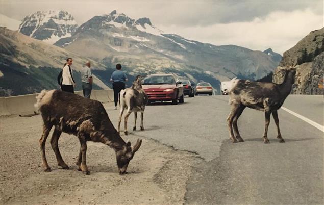 （簡史）在困窘氛圍中歌唱──加拿大華文詩壇簡述