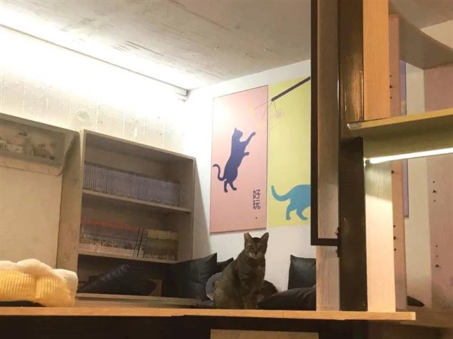 九隻貓的美麗家園--咪可思中途貓餐廳@陳慧文