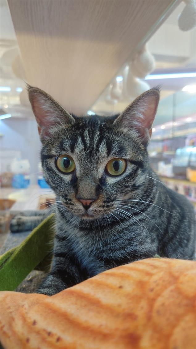 大限之日@陳慧文