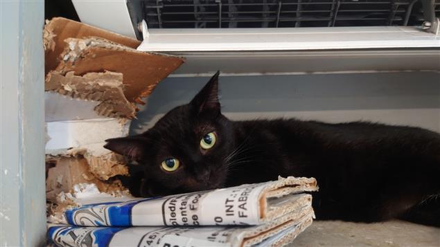 己亥年讀詩談豬@陳慧文