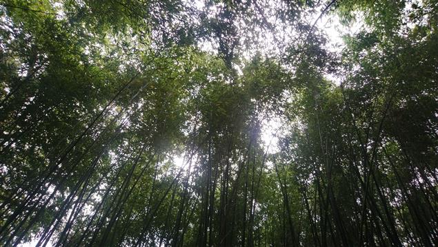 烏嘎彥探幽@陳慧文