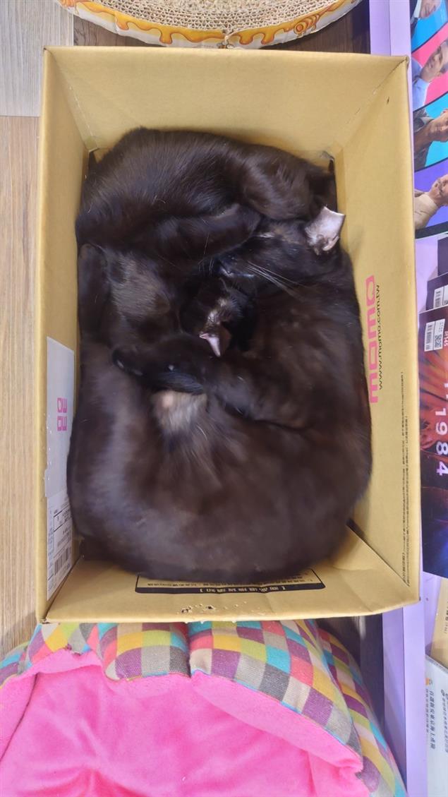 日本的白色情人節@陳慧文