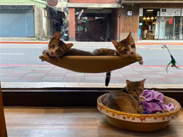 民國鏟屎官們的故事（受訪者：陳慧文 等）