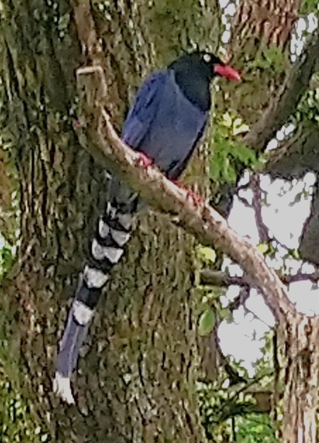 仲夏菁山遊憩@陳慧文