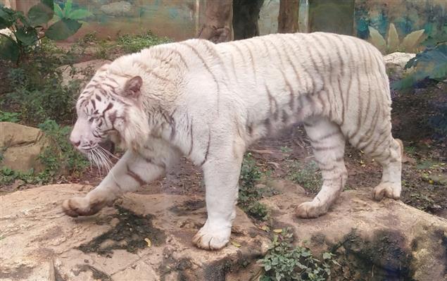 野生動物園探奇@陳慧文