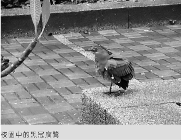 收之桑榆@陳慧文