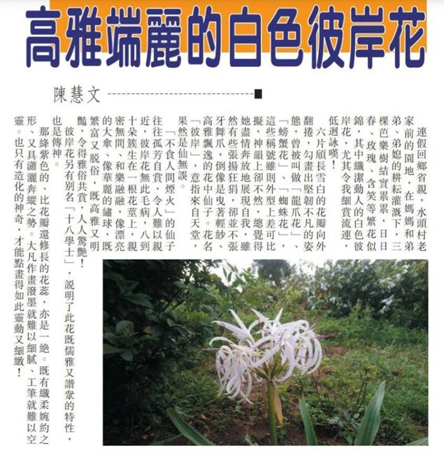 高雅端麗的白色彼岸花@陳慧文