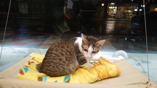 周轉的障眼法@陳慧文