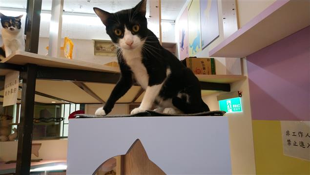 咪可思的黑白貓@陳慧文