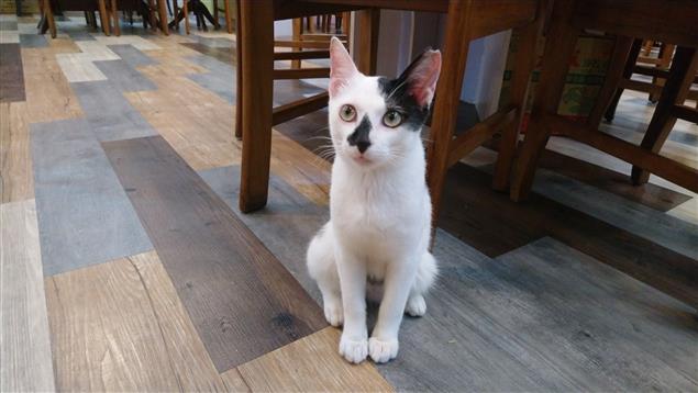 弄倒墨汁的小貓咪@陳慧文