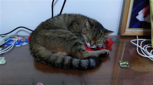 當網路發言涉及師長的時候@陳慧文