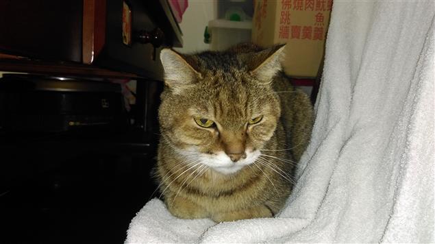 無限上綱的導師職務