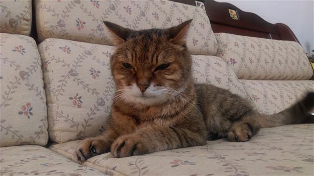 認真的人最可愛@陳慧文