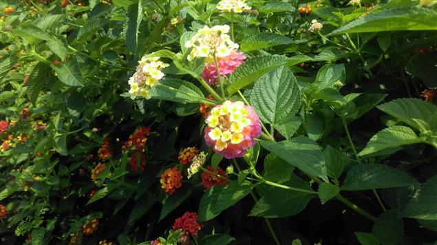 辦公室老師們的對話@陳慧文