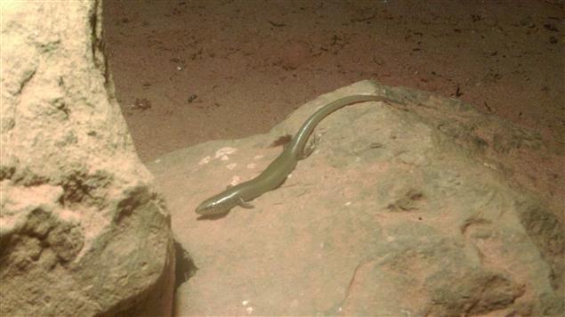 小壁虎找尾巴@陳慧文