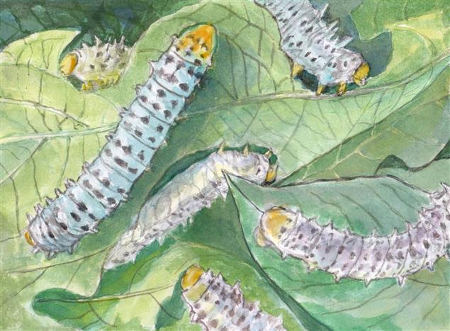 飼育蓖麻蠶記事@文:陳慧文    圖:陳鴻文