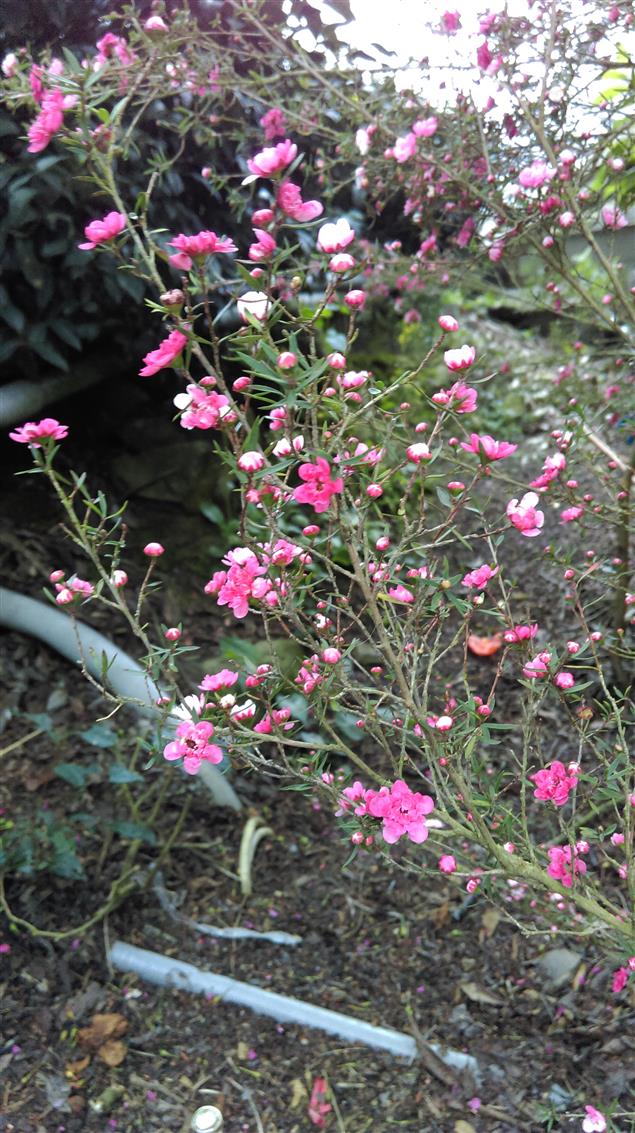 蝴蝶姑娘@陳慧文