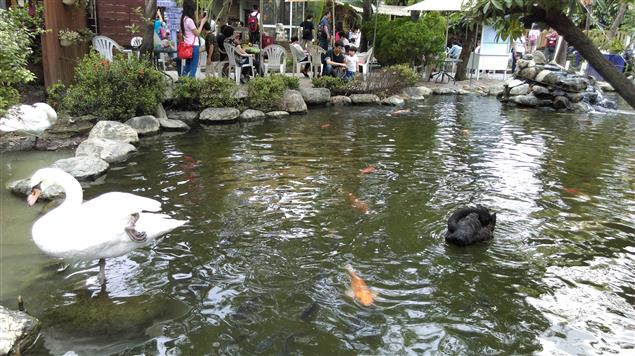 鯉躍龍門@陳慧文