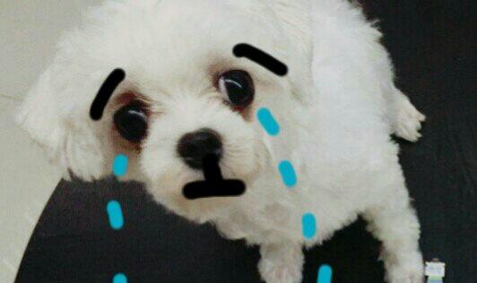 凋謝的蝴蝶蘭@陳慧文