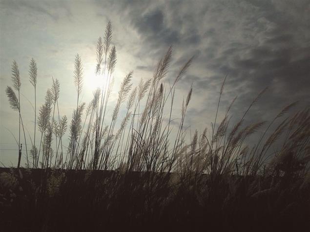 絳珠仙草【詩歌】