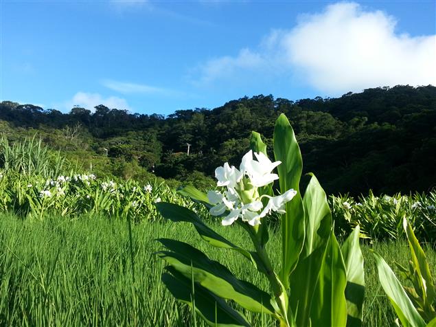 部落的一天【詩歌】