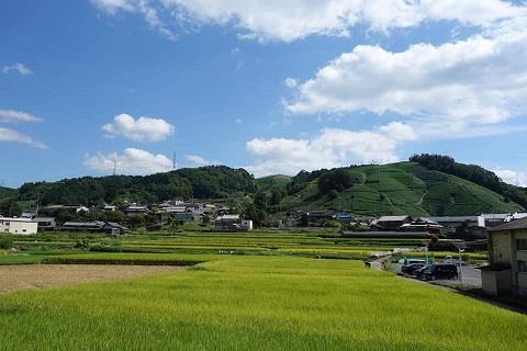 日本。京都、宇治茶鄉。和束町