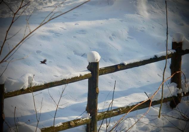 北海道｜第一次看見雪，想到的竟是 ....