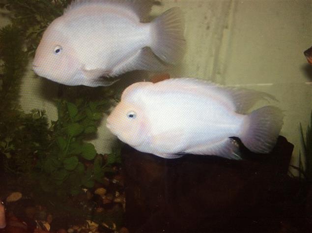 我家魚丁旺/岑霞