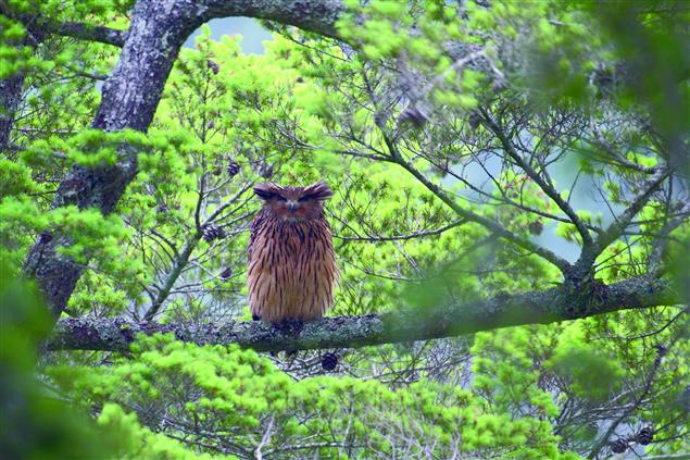《暗夜謎禽—黃魚鴞》雪霸處生態影片暨專書發表會