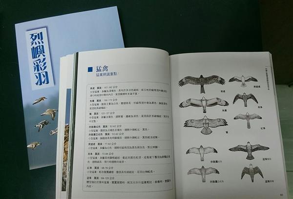 烈嶼彩羽_猛禽.jpg