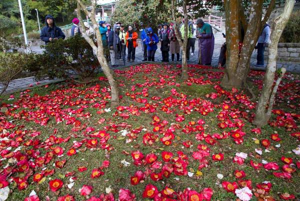 106年春節陽明山遊憩服務資訊，走春踏青請多搭乘大眾運輸工具