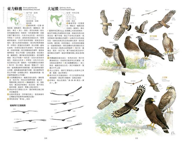 內文-東方蜂鷹、大冠鷲.jpg
