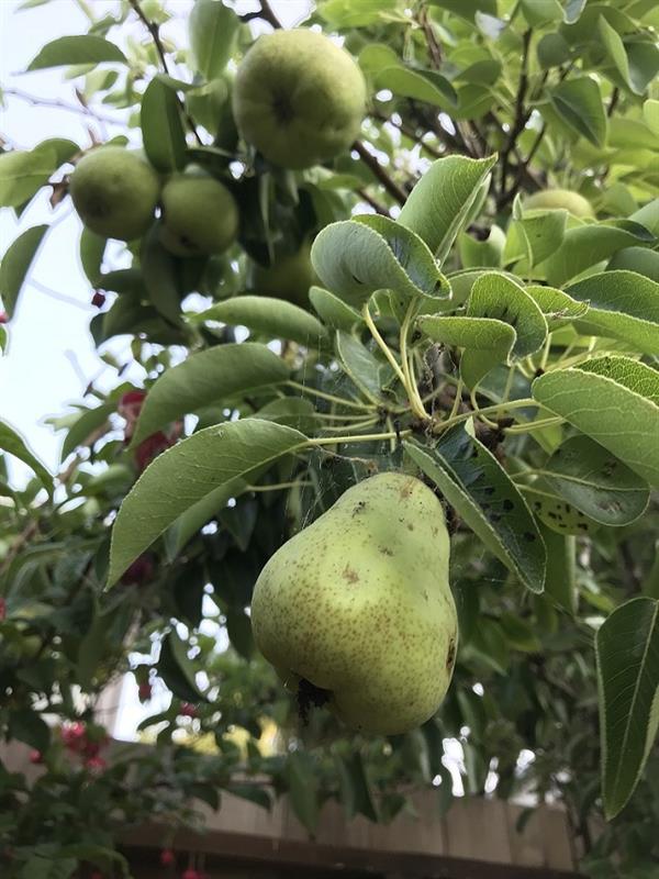 尚未成熟的梨子IMG_1255.jpg