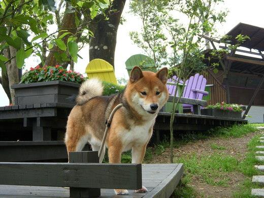 我家有隻酷柴犬