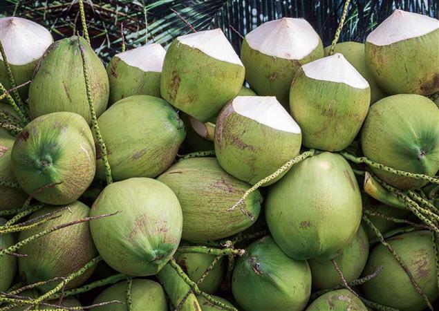 吃出堅果的學問》血腥傳說！椰子古稱「越王頭」
