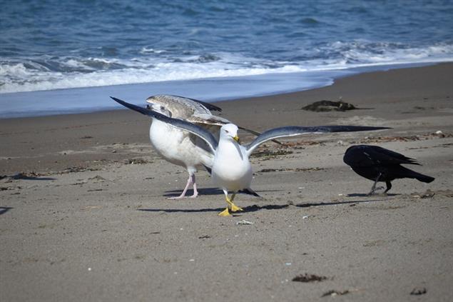 誰是我？意識的哲學與科學》洪裕宏教授大解密，有些動物比人類強啊！