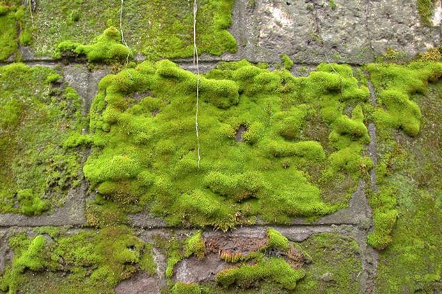 青苔不會消失》胡采蘋：有了支付寶，中國一定強？