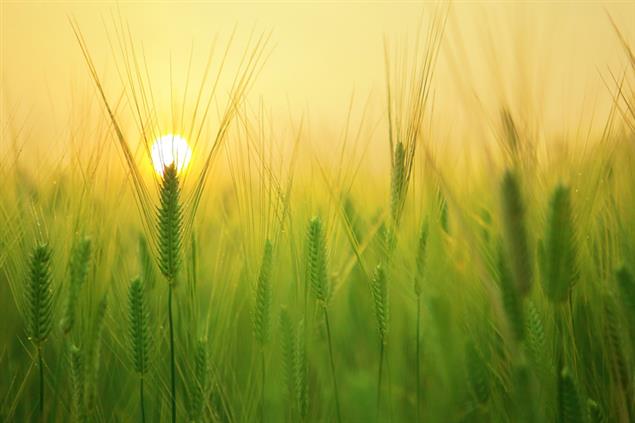 聽懂臨終絮語》臨終者看見已過世的摯愛親友來到