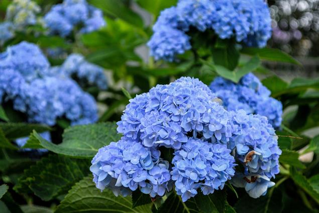 誰說不能從武俠學化學？》蒙汗藥為什麼叫「蒙汗」藥？真的是用曼陀羅製造的嗎？