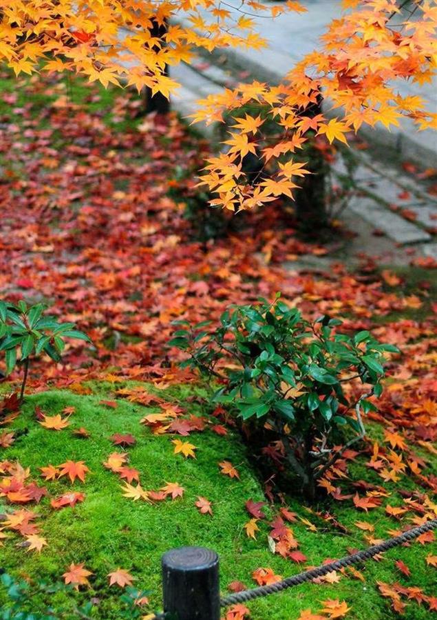 村上春樹為什麼拒絕2018年“諾貝爾新文學獎”？