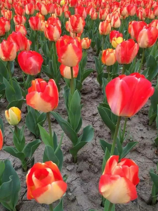 漂泊在外，誰知你的憂傷？