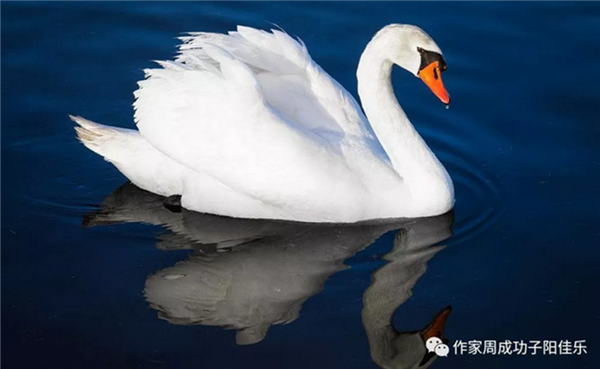 天鹅.png