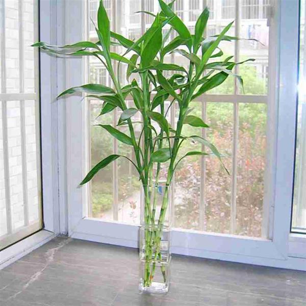 富贵竹2.jpg