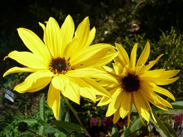 麥勝梅  歐華詩選 2019 Wetzlar Herbst 4.JPG