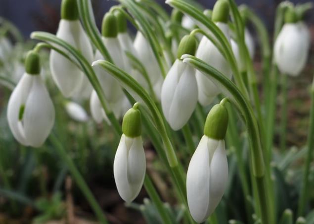 【歐華作協專欄】歐華詩篇第三輯《春》  徵文