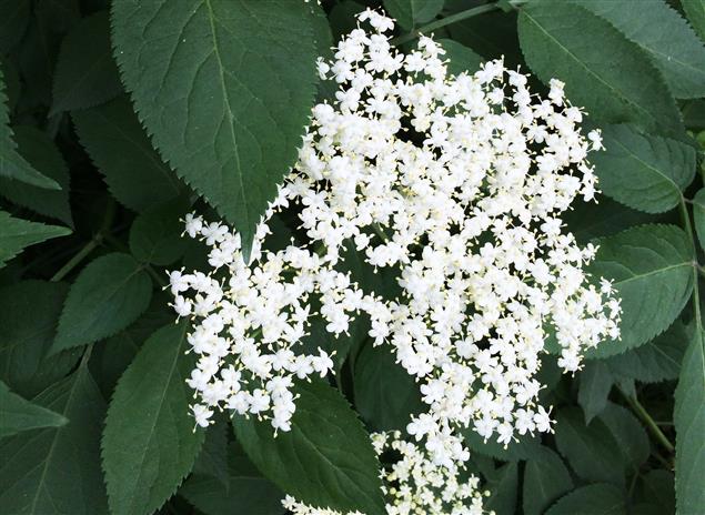 【歐華作協專欄】朱頌瑜：歐洲人的板藍根